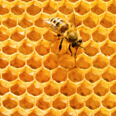 Воск пчелиный