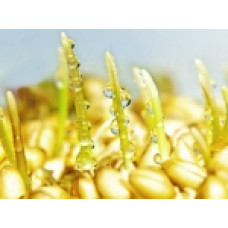 Гидролизированные пшеничные протеины 