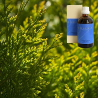 Кипарис в оливковій олії Demeter Cupressus semp. aeth. 5% in Olivenl, 100 ml